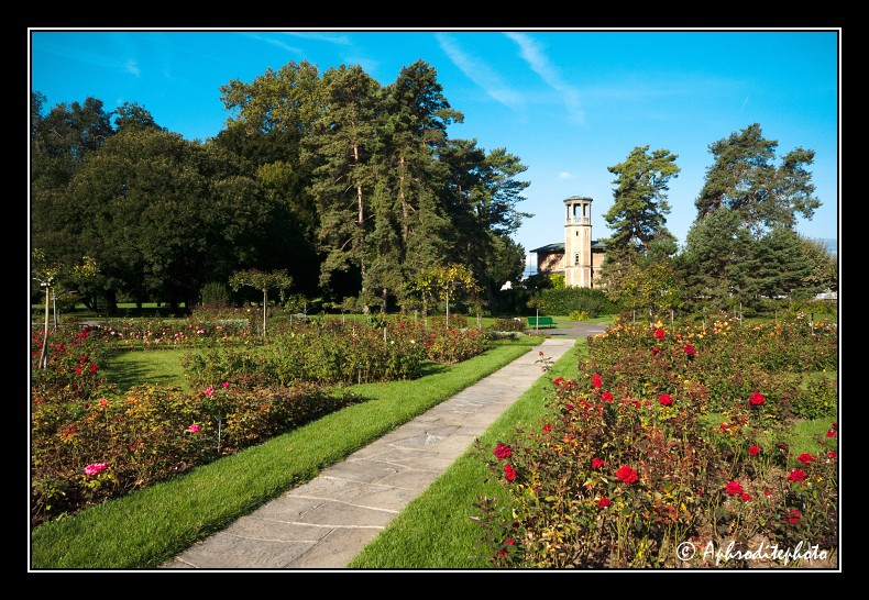 167 La roseraie du parc des Eaux Vives